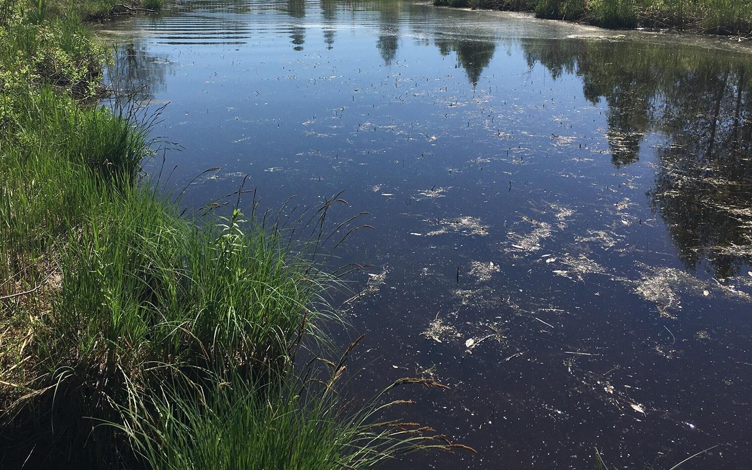 Водоем. Иллюстративное фото.