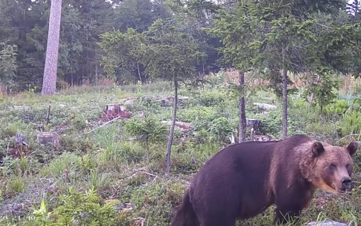 A Eurasian brown bear in a state-owned Estonian forest.