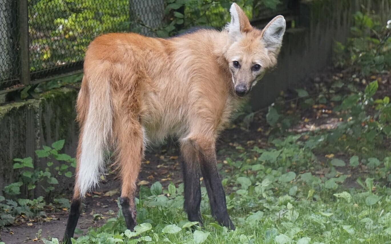 Волчица Анна.