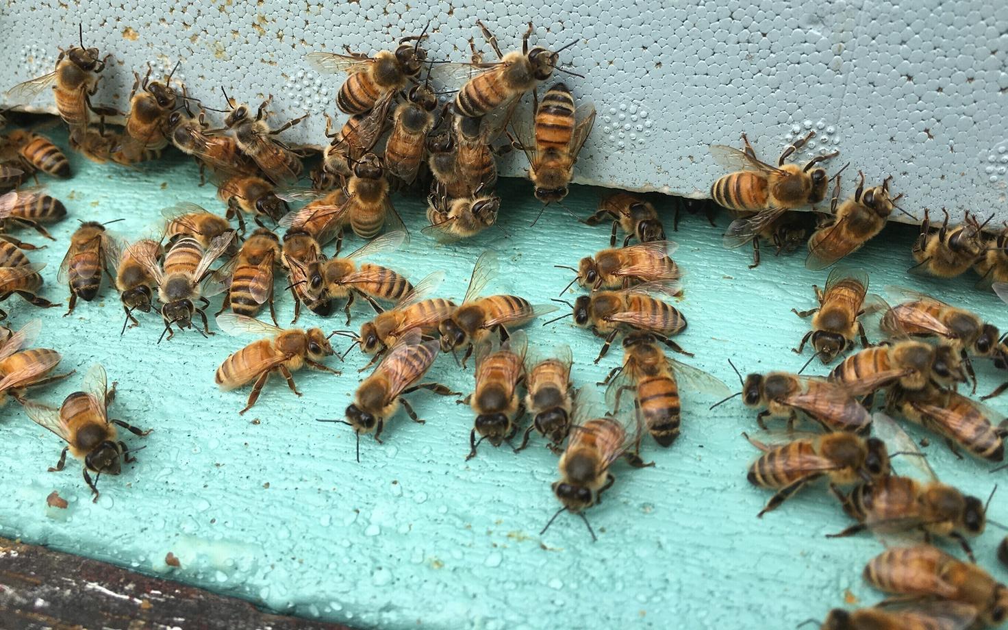 Пчелы. Иллюстративная фотография.