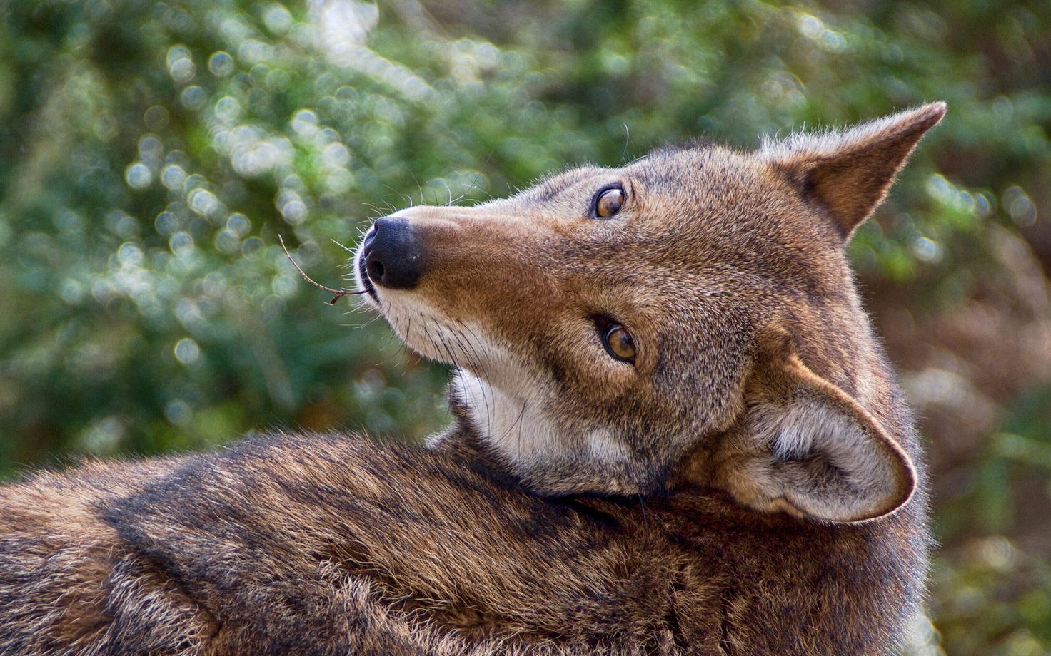 Andmestiku põhjal suri vähki näiteks üle neljandiku punahuntidest.