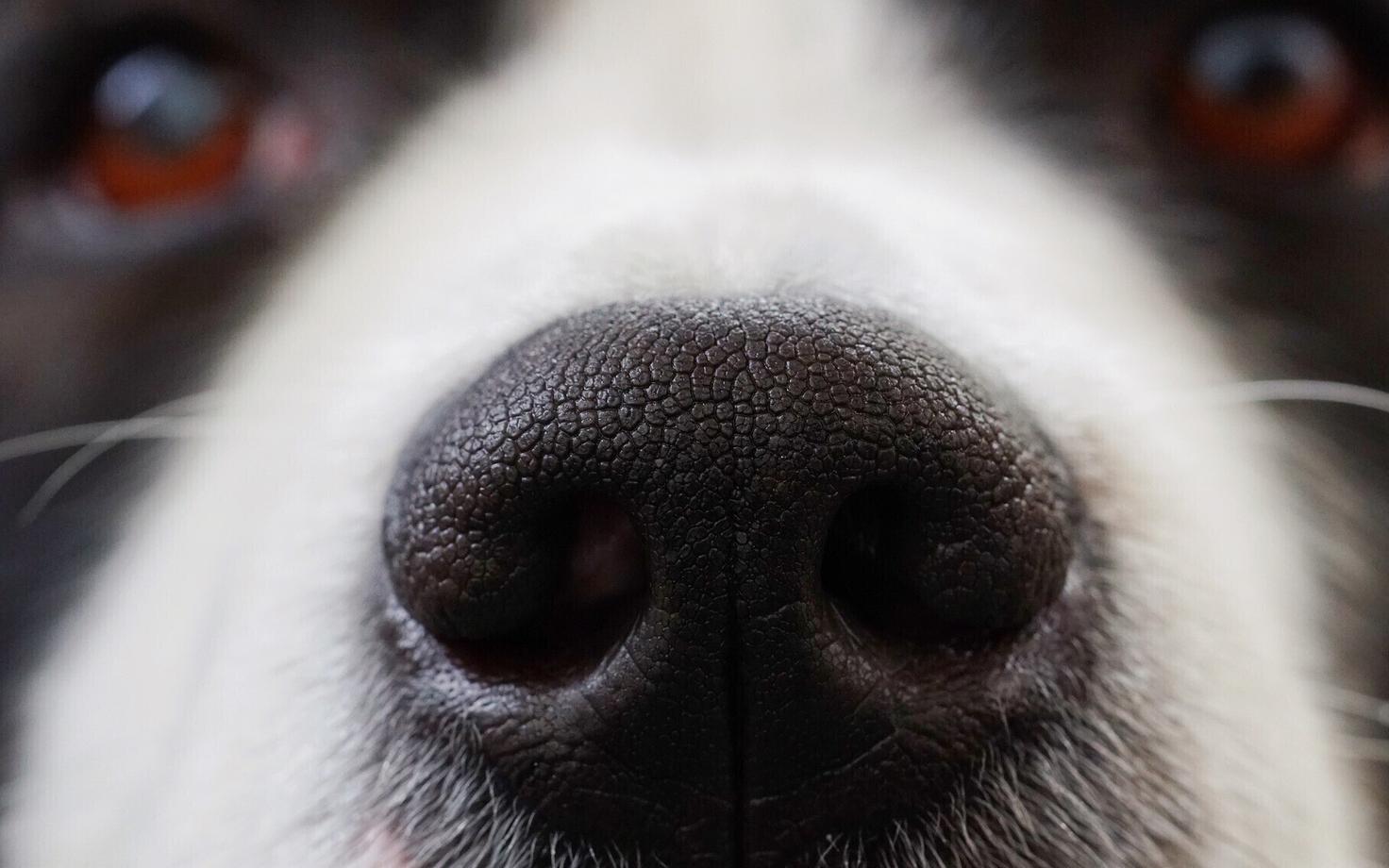 Собака. Иллюстративная фотография.