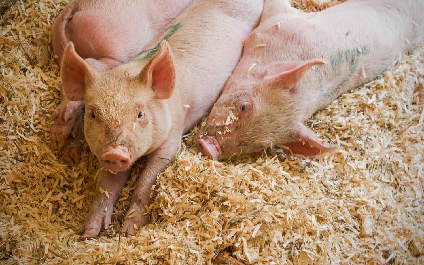 Поросята. Иллюстративное фото.