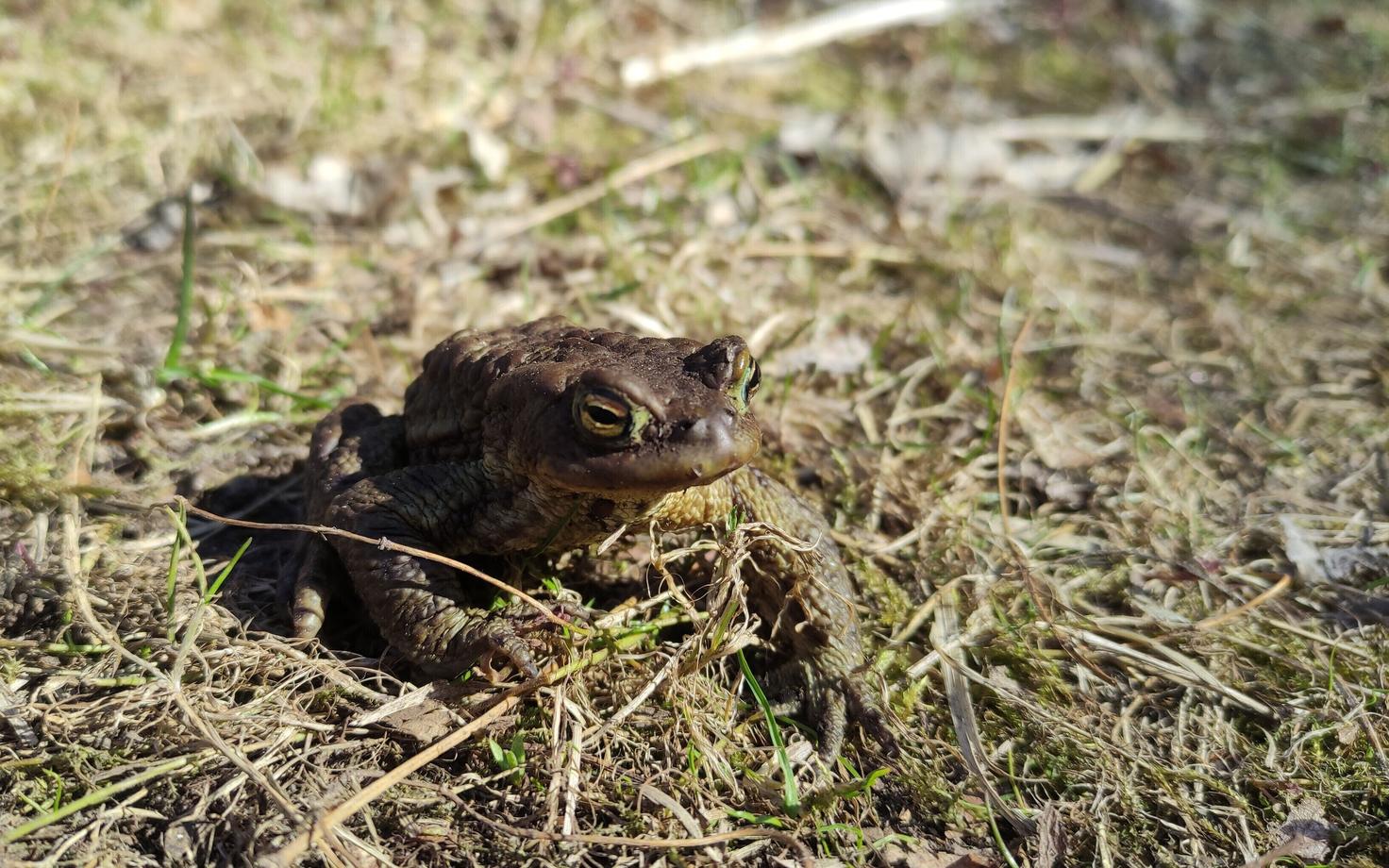 Ограничение движения необходимо, чтобы уберечь лягушек от массовой гибели.