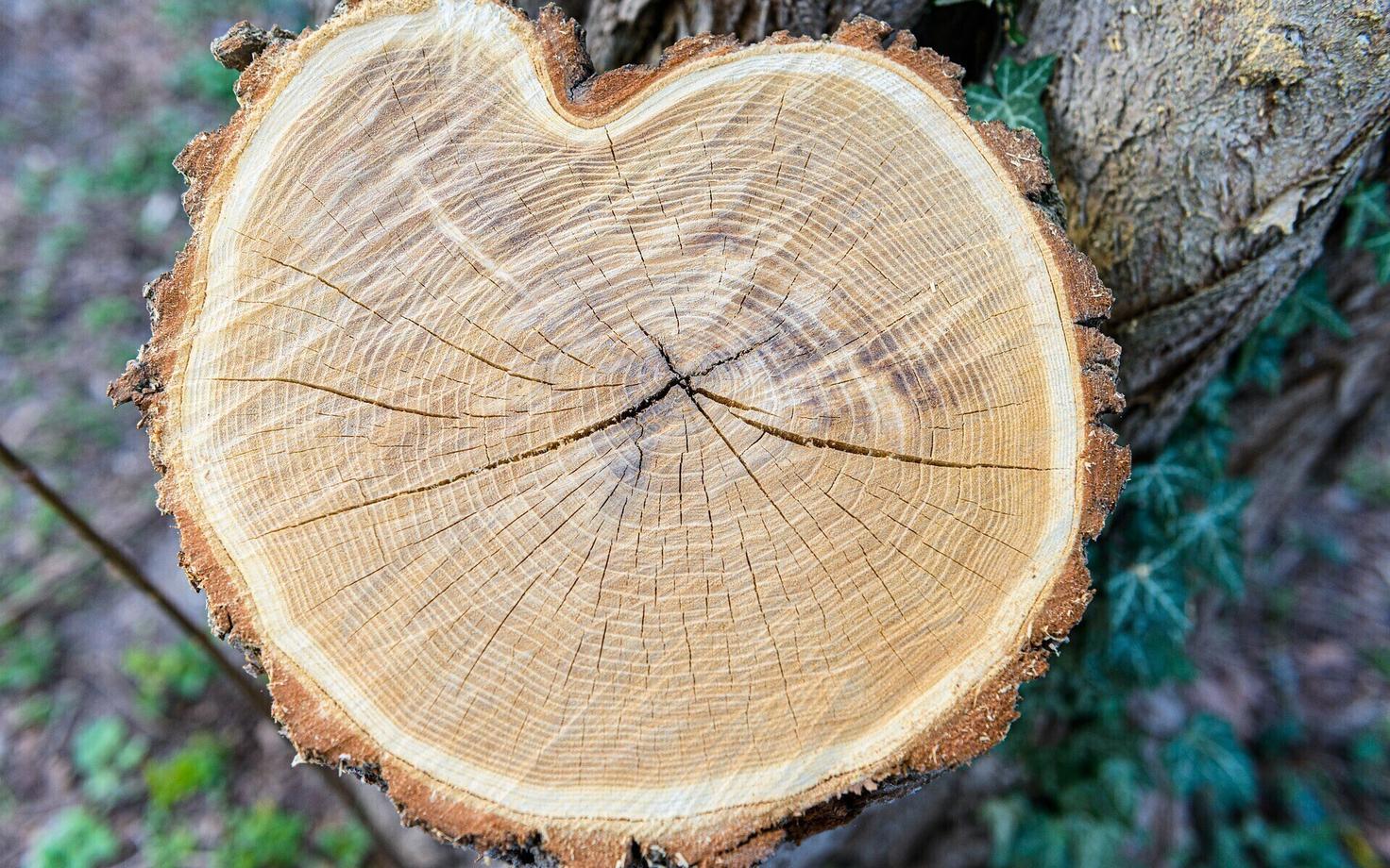 Пень. Иллюстративная фотография.