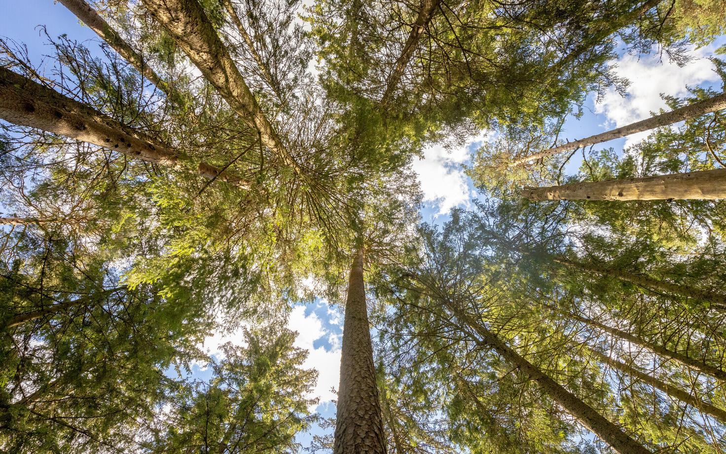 Лес. Иллюстративная фотография.
