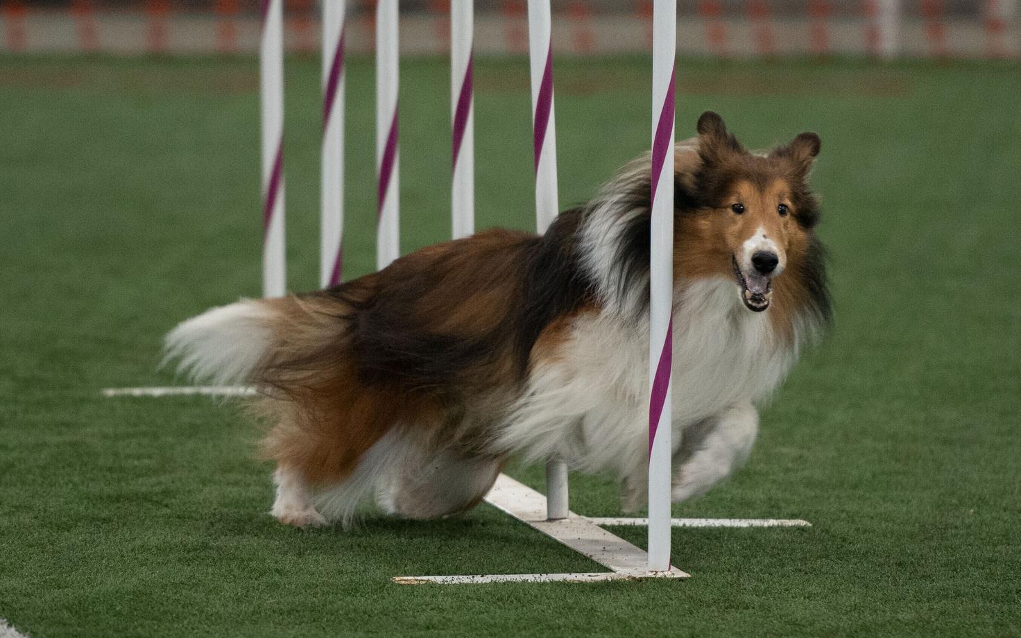 Pärilikud iseloomujooned olid koertel olemas tuhandeid aastaid enne seda, kui inimene tänapäevases mõttes koeri aretama asus.