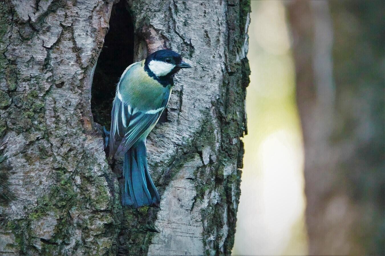 Tavapärasest varem poegijad ja pesitsejad võtavad riski, mis võib aga ei pruugi end ära tasuda.