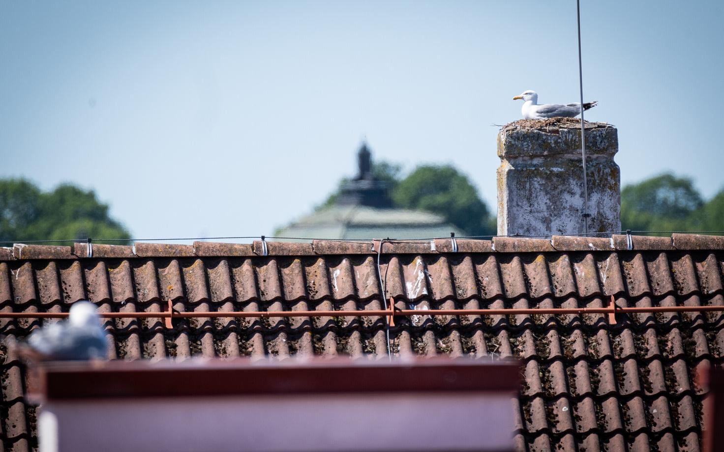 Seagulls nesting in Tallinn.