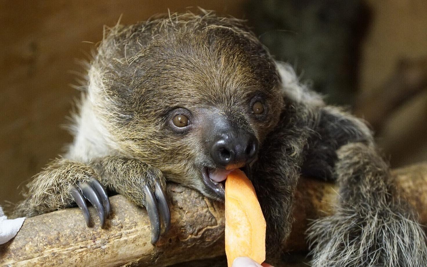 Двупалый ленивец