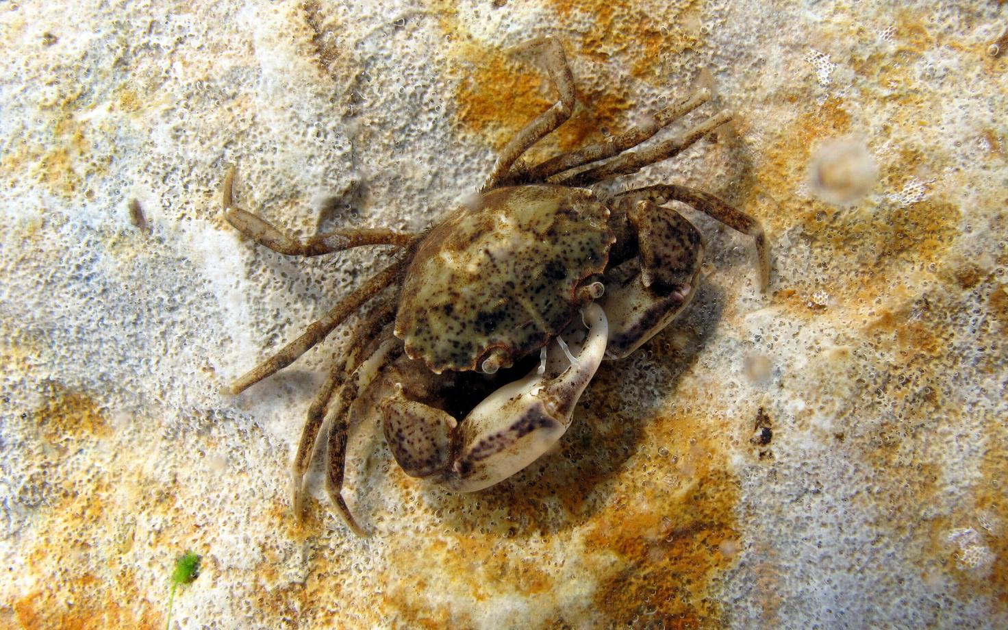 Eelmisel nädalal Matsalu lahest leitud mudakrabi ehk harilik rändkrabi.