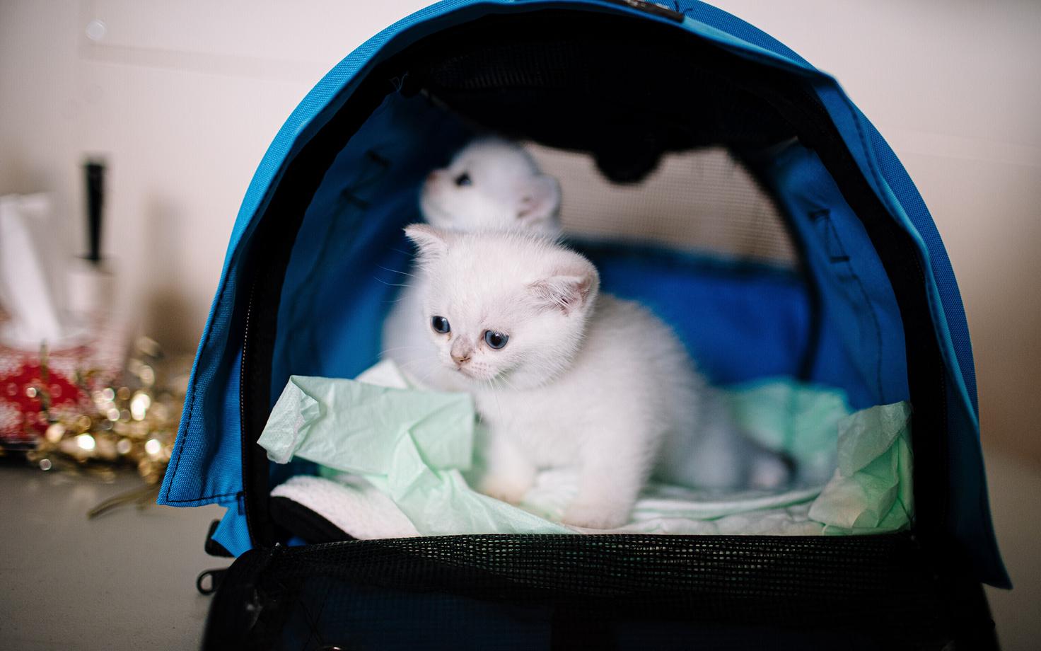 Rahvusvaheline kassinäitus