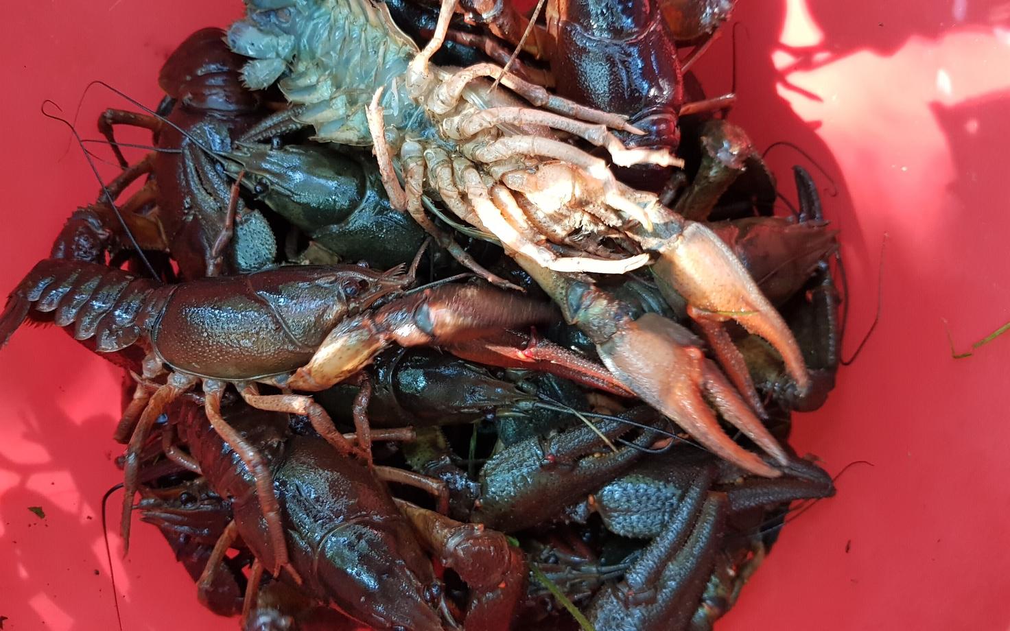 Раки. Иллюстративное фото.