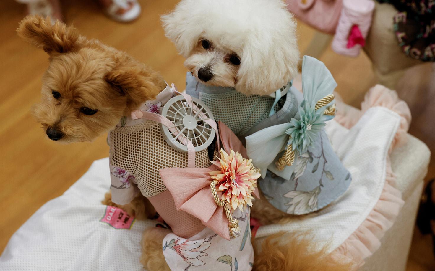 Seljaskantavad ventilaatorid koduloomadele.