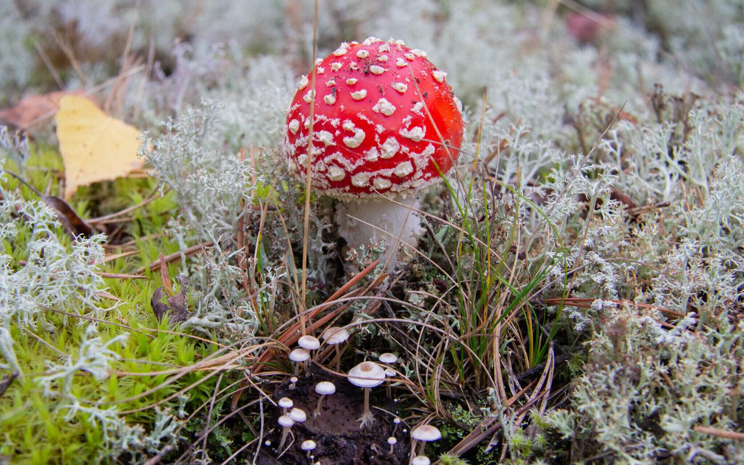 Мухомор. Иллюстративная фотография.