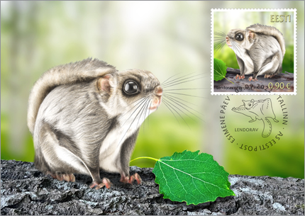 Omniva выпустит марку с белкой-летягой.