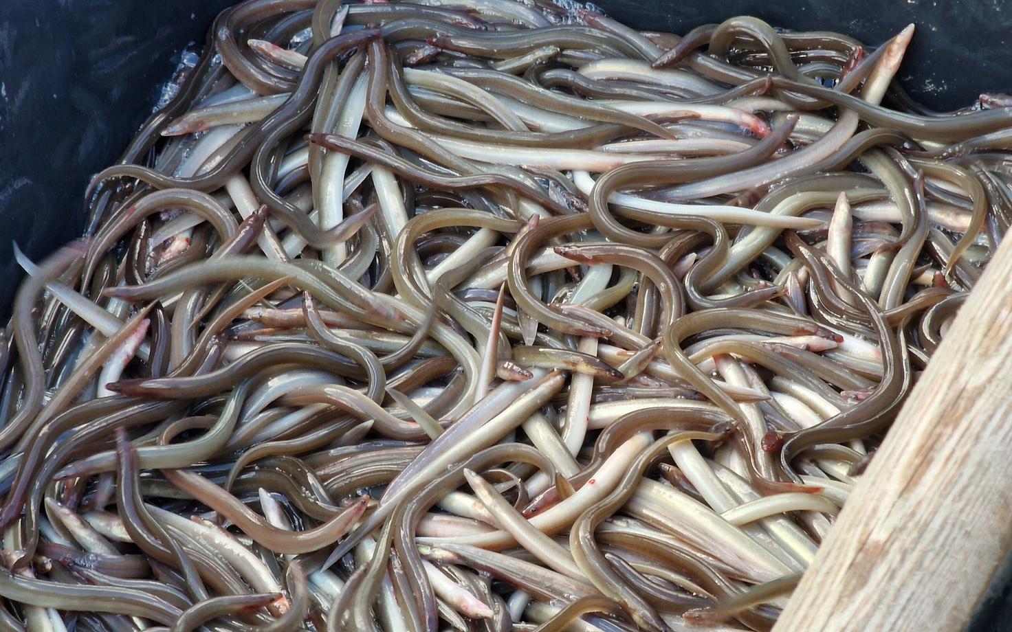 Angerjamaimude vettelaskmine Saaremaal.