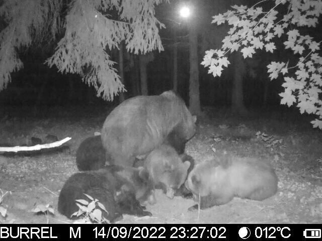 A mother bear with four cubs.