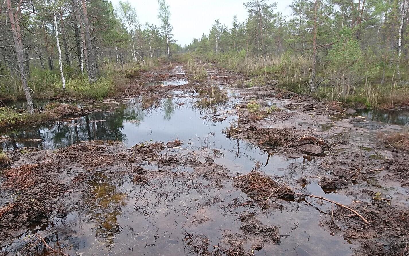 Restoration works in Saessaare bog.