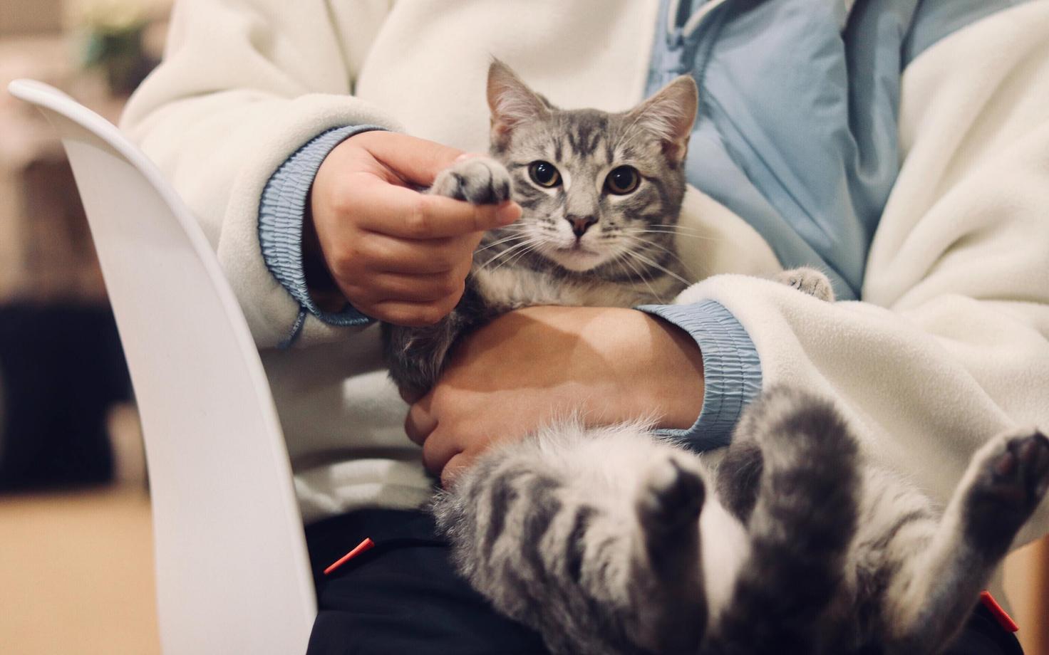 Кошка. Иллюстративное фото.