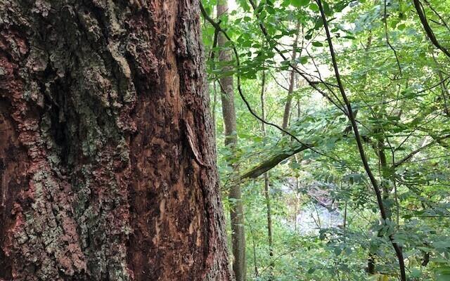Puude süsinikusisaldust on tõenäoliselt alahinnatud nii Ühendkuningriigis kui ka laiemalt üle Euroopa.