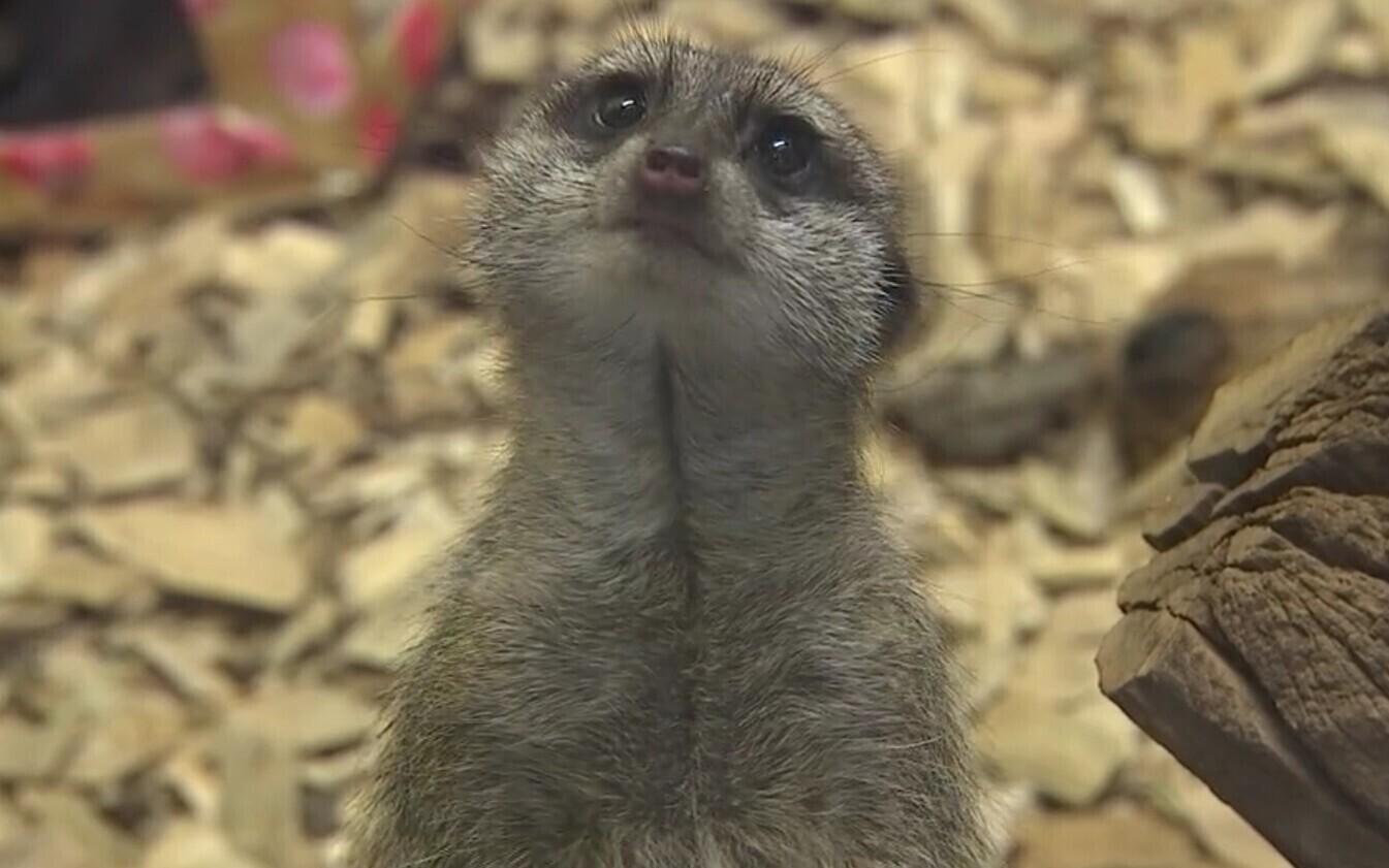 One of Tallinn Zoo's meerkats.