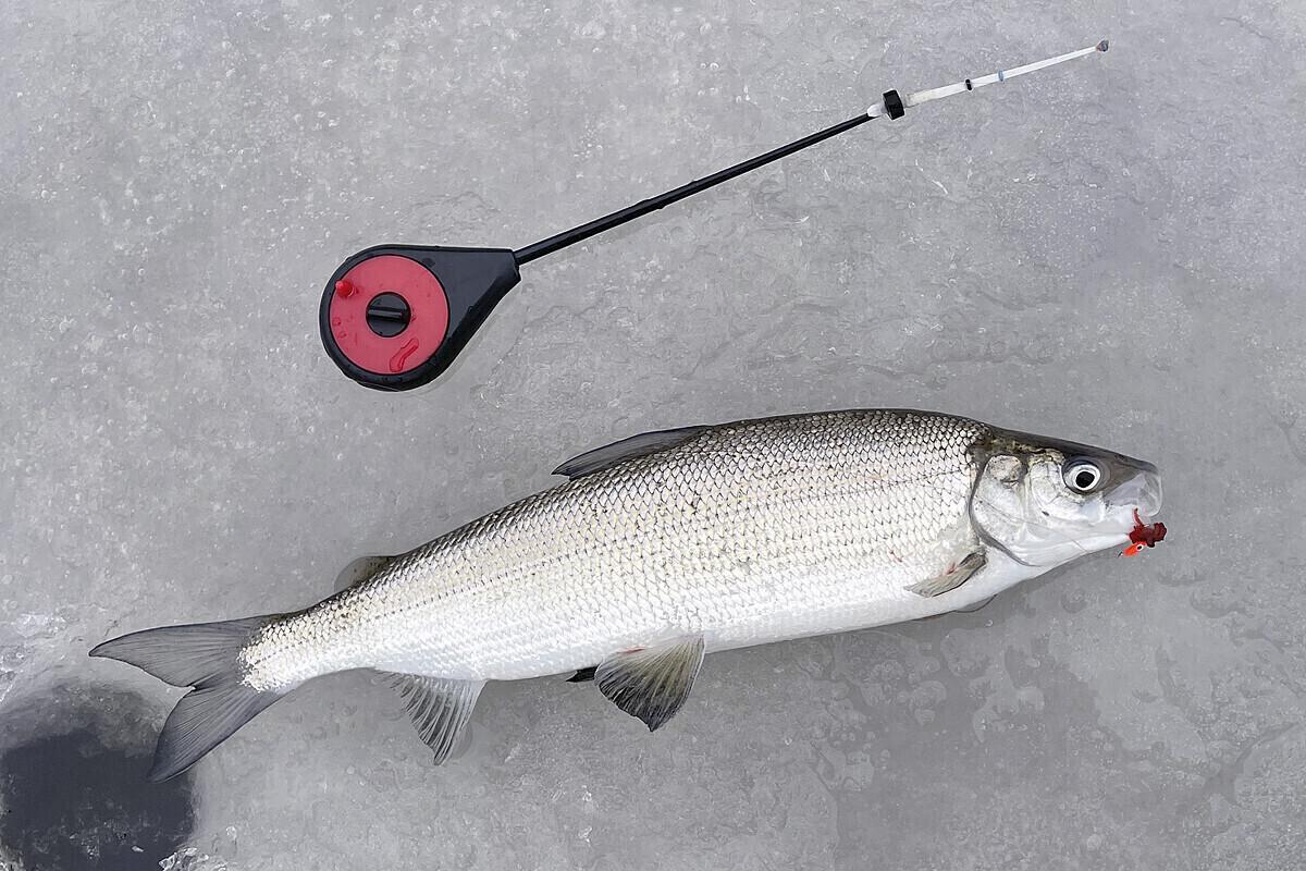 Морской сиг.