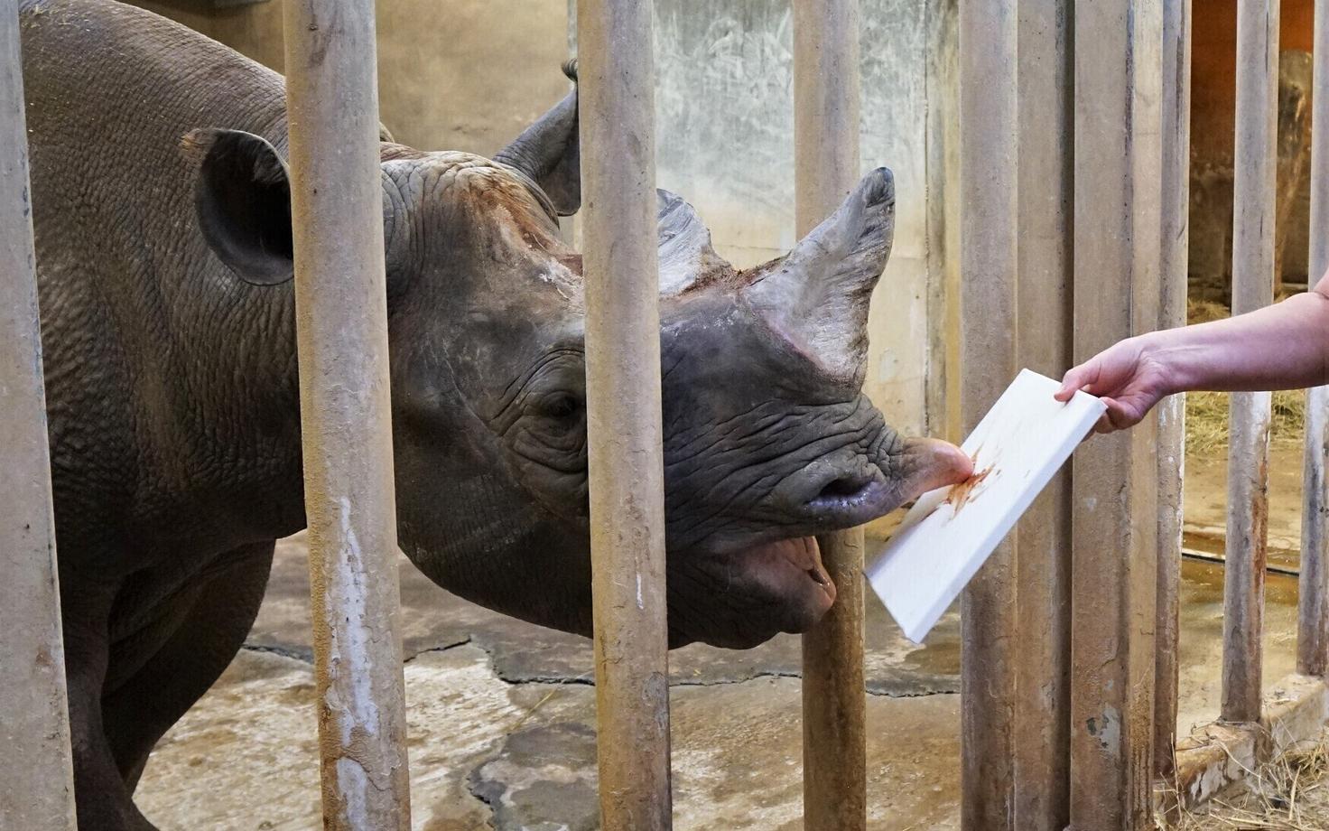 Носорог Кибиби рисует.