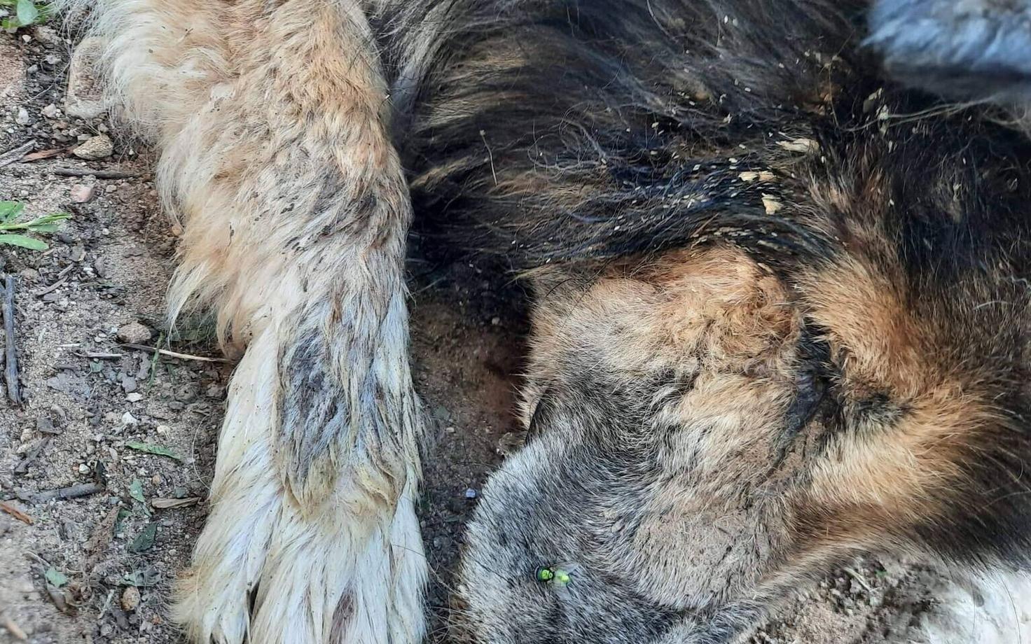 Обнаруженная в Килинги-Нымме собака.