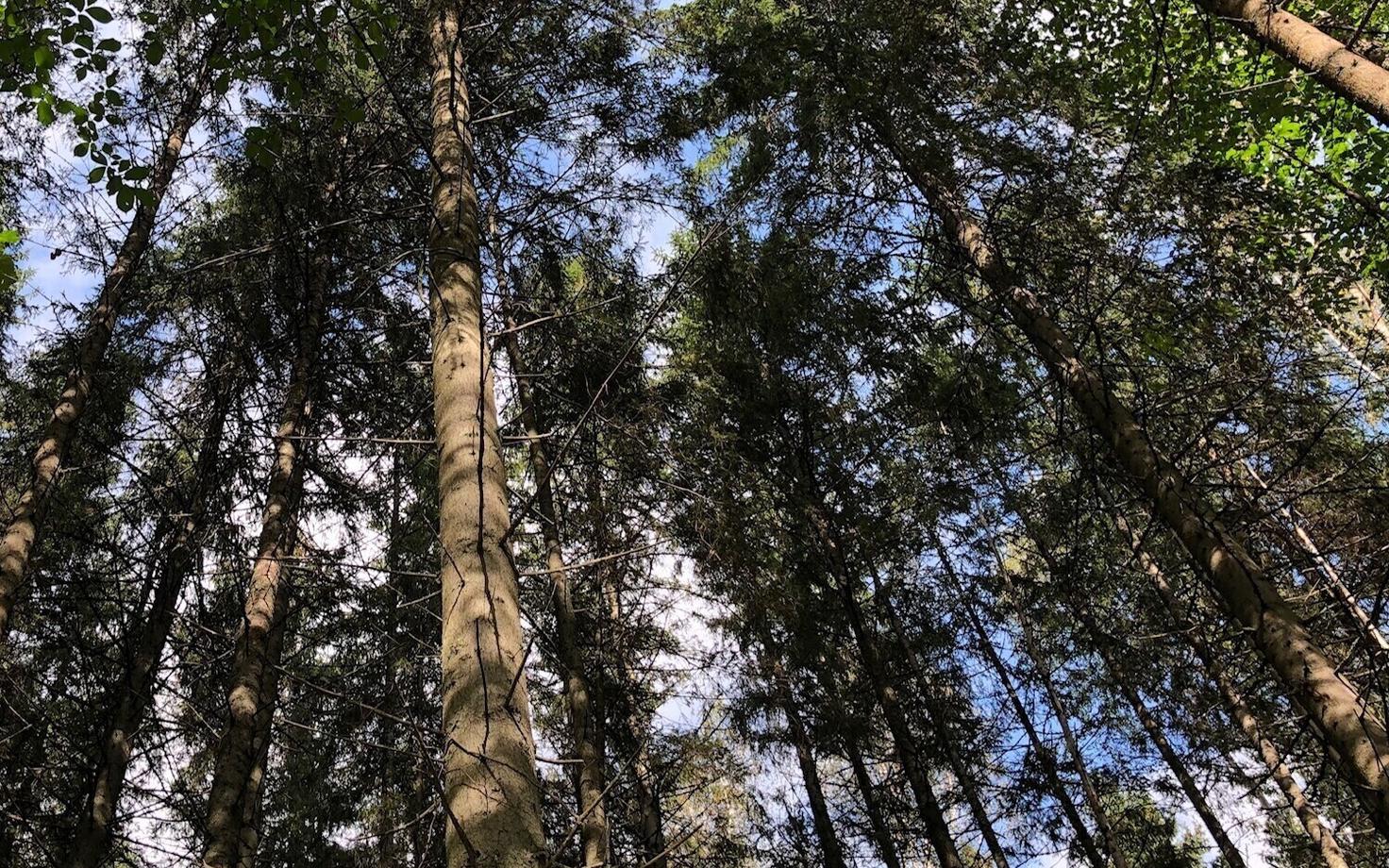 Деревья. Иллюстративная фотография.