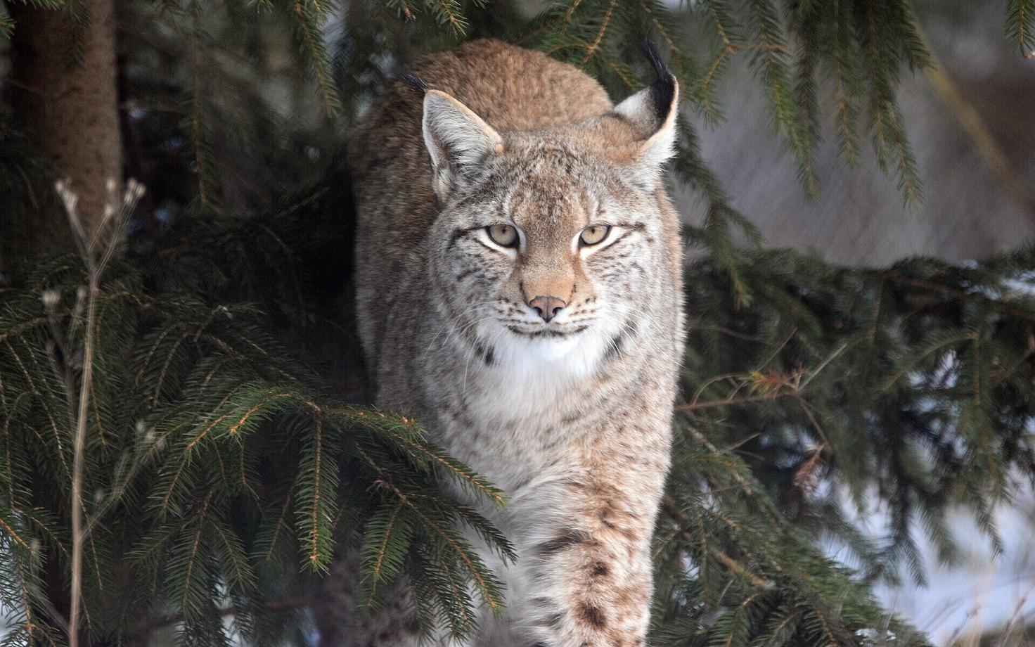 Рысь. Иллюстративная фотография.