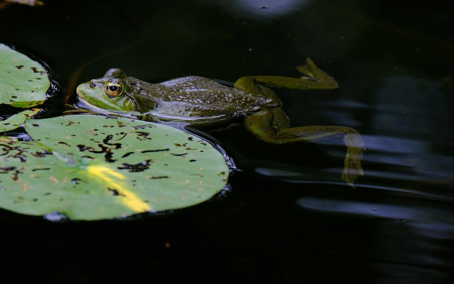 Лягушка. Иллюстративная фотография.