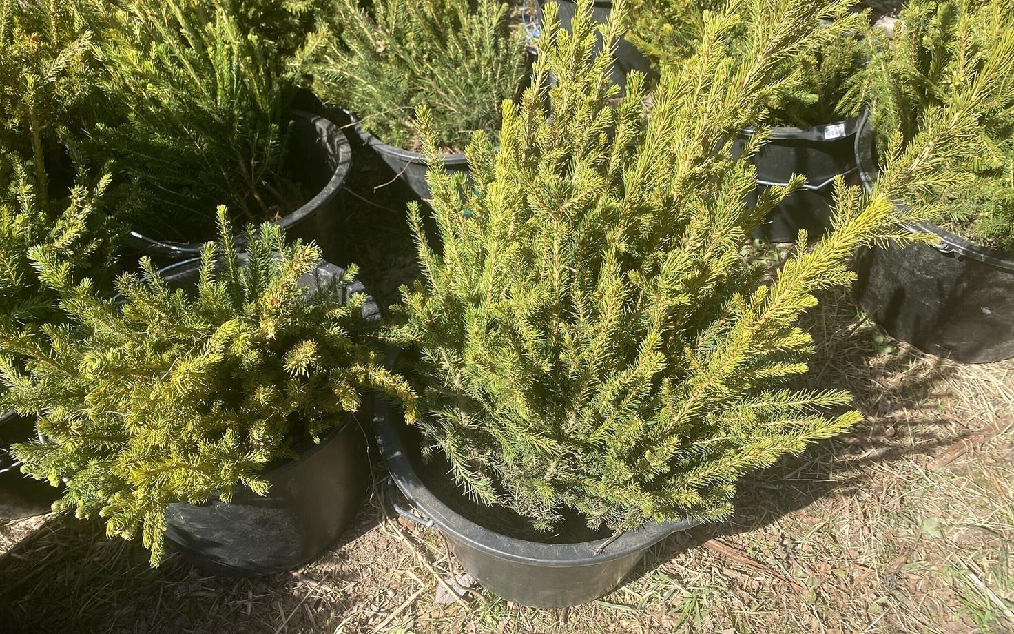 Саженцы ели.