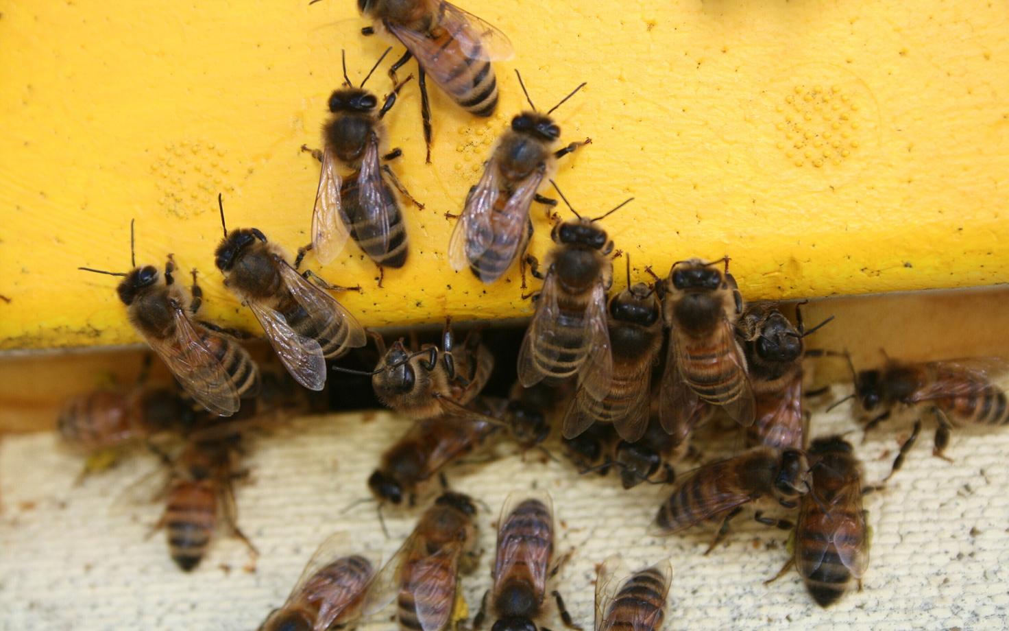 Marika Mänd toob projekti ühe põhijäreldusena välja, et pestitsiidide mõju mesilasperedele hinnata on väga keeruline.