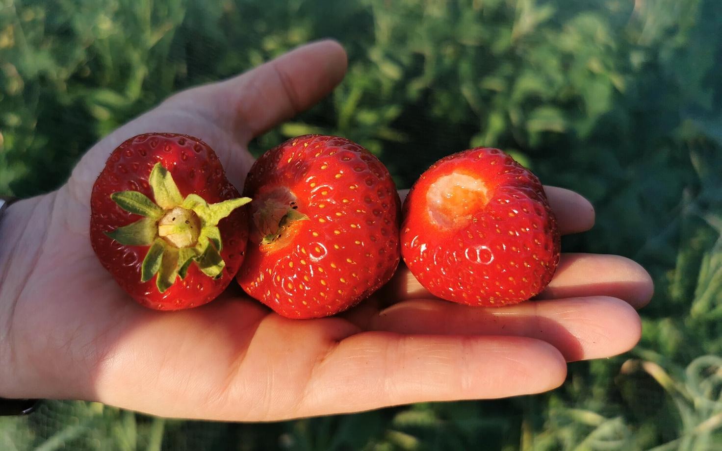 Клубника. Иллюстративная фотография.