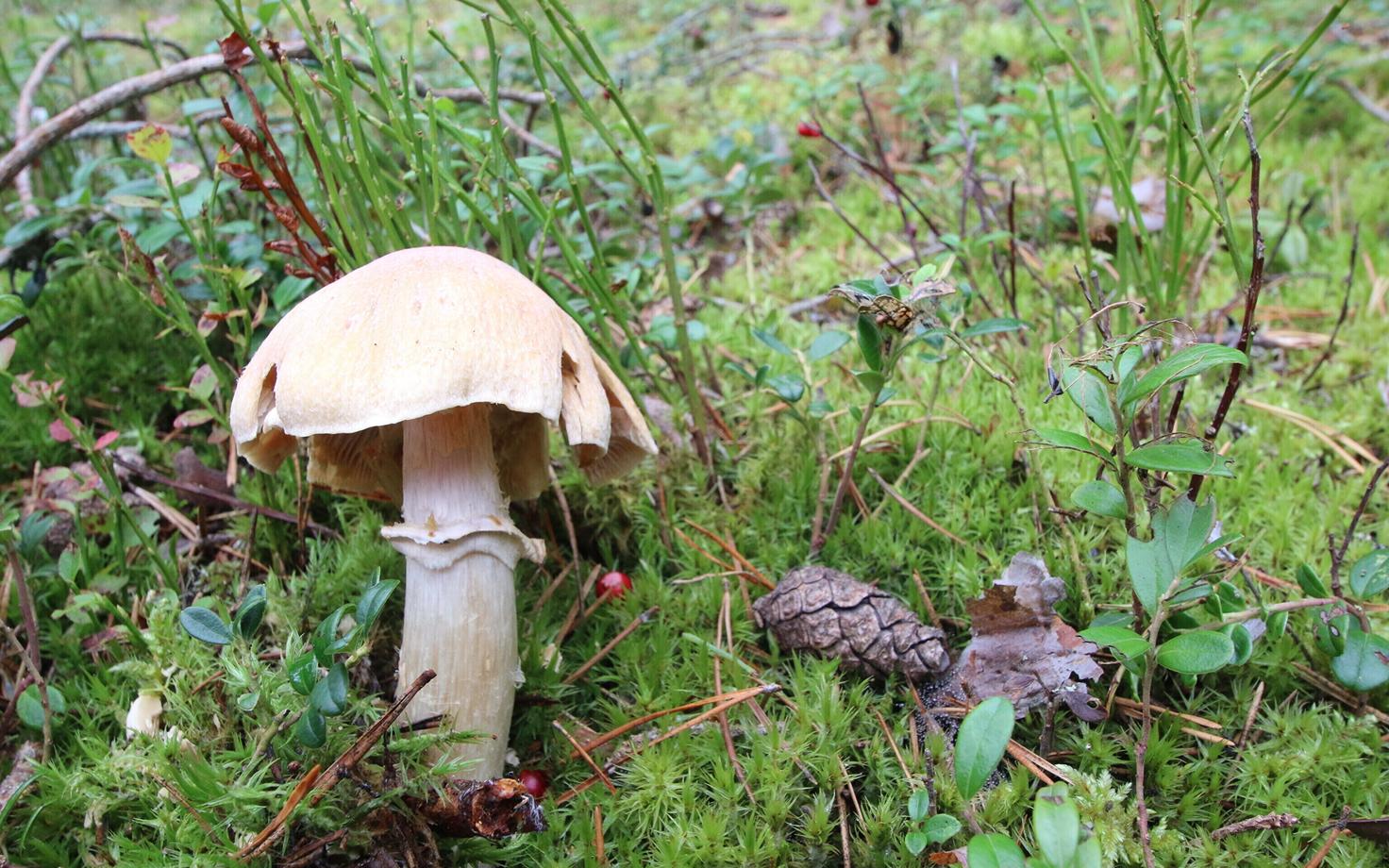 Колпак кольчатый. Съедобный гриб.