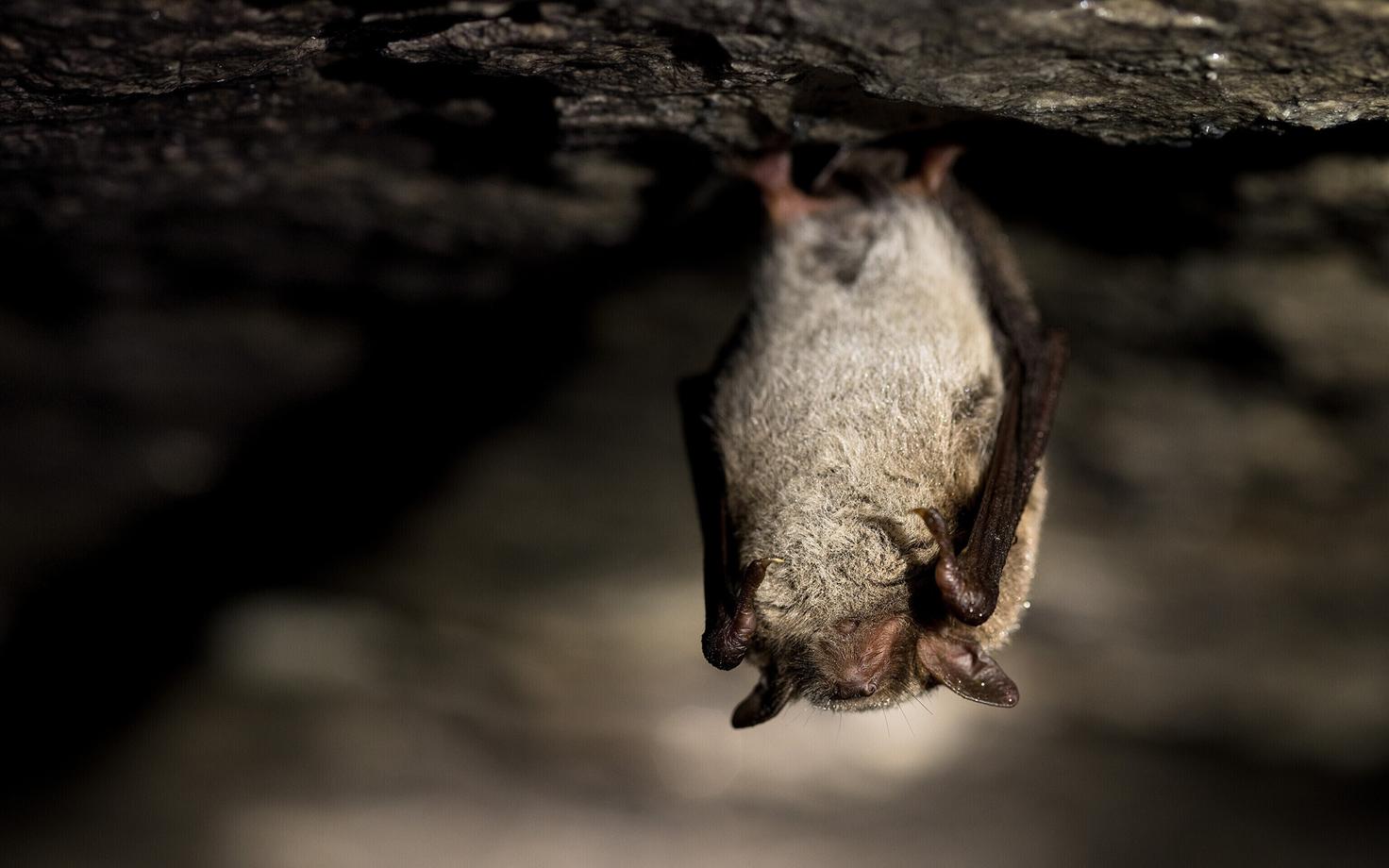 Летучая мышь. Иллюстративное фото.