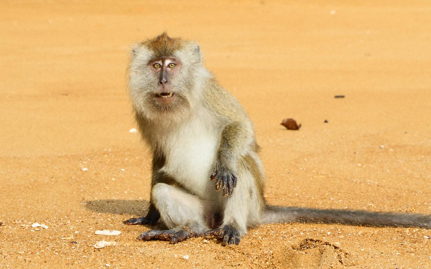 Jaava makaak.
