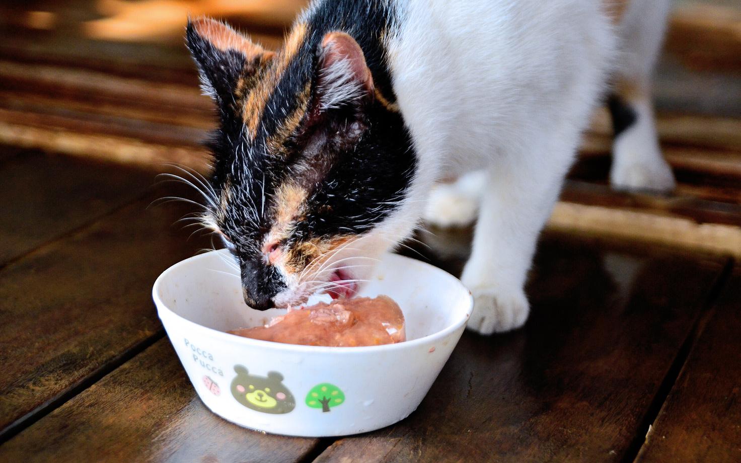 Katse viitas, et just umami-maitse suunab kasside maitse-eelistusi.