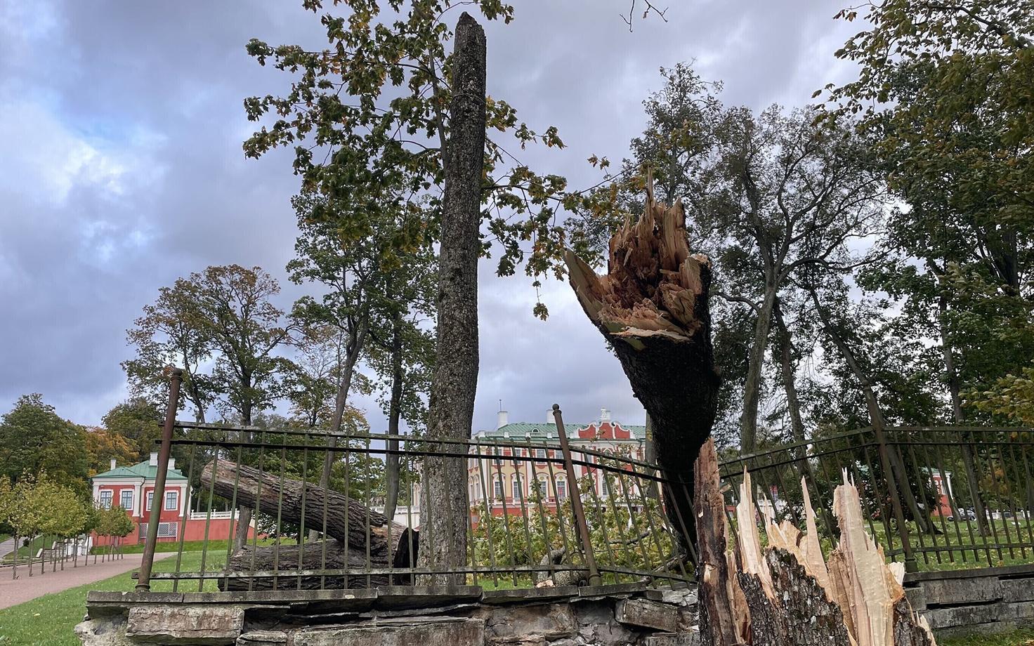 Упавшие деревья в Кадриорге.