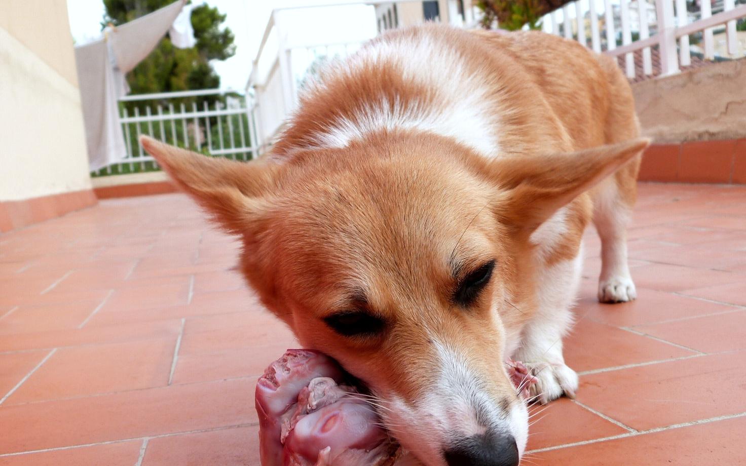 Koer maiustamas toore lihaga.