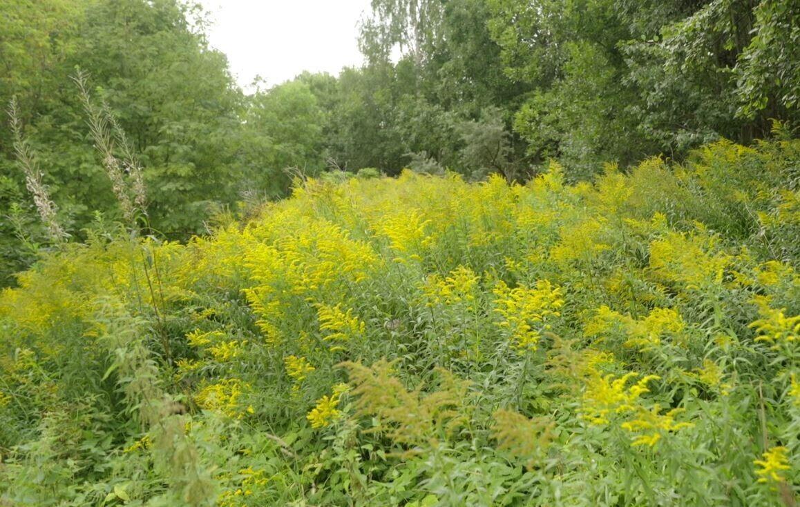 Золотарник.