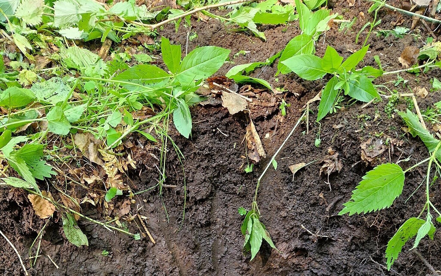 Осушенная торфяная почва в Эстонии.