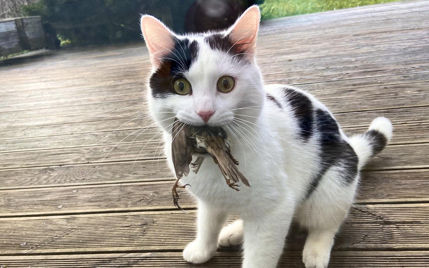 Кошка – высший хищник. Иллюстративная фотография.