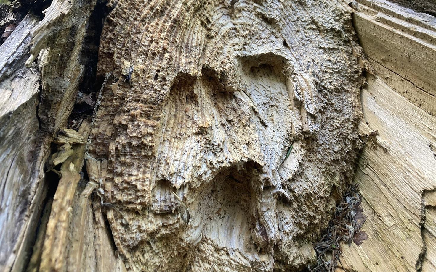 Последствия жизнедеятельности короеда.