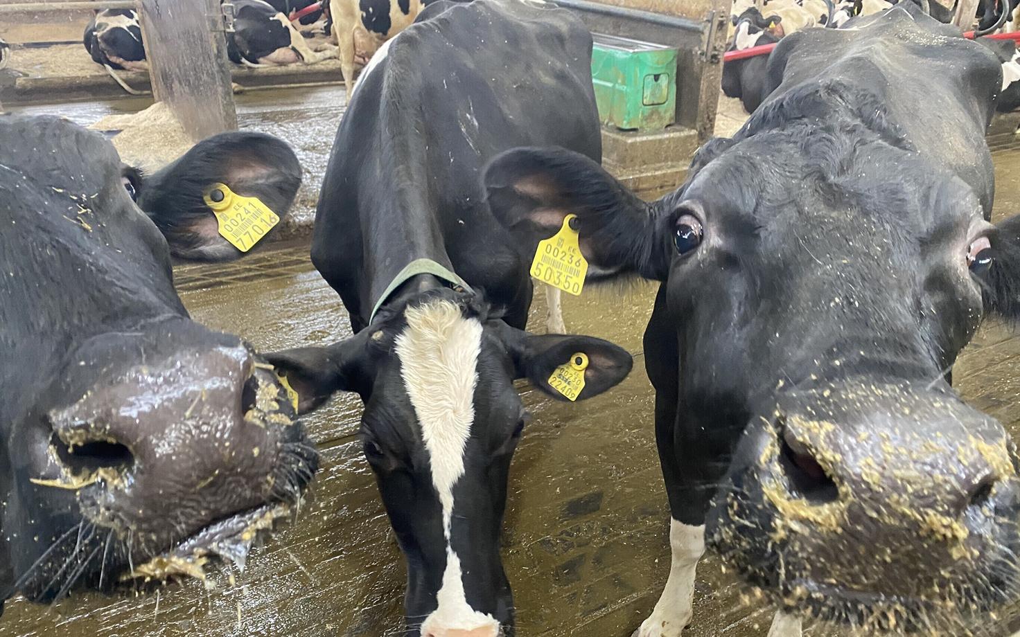 Молочные коровы.