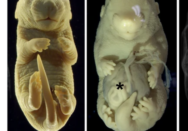 Normalselt arenev (vasakul) ja poole arengu pealt muudetud geenidega hiireembrüo (paremal).