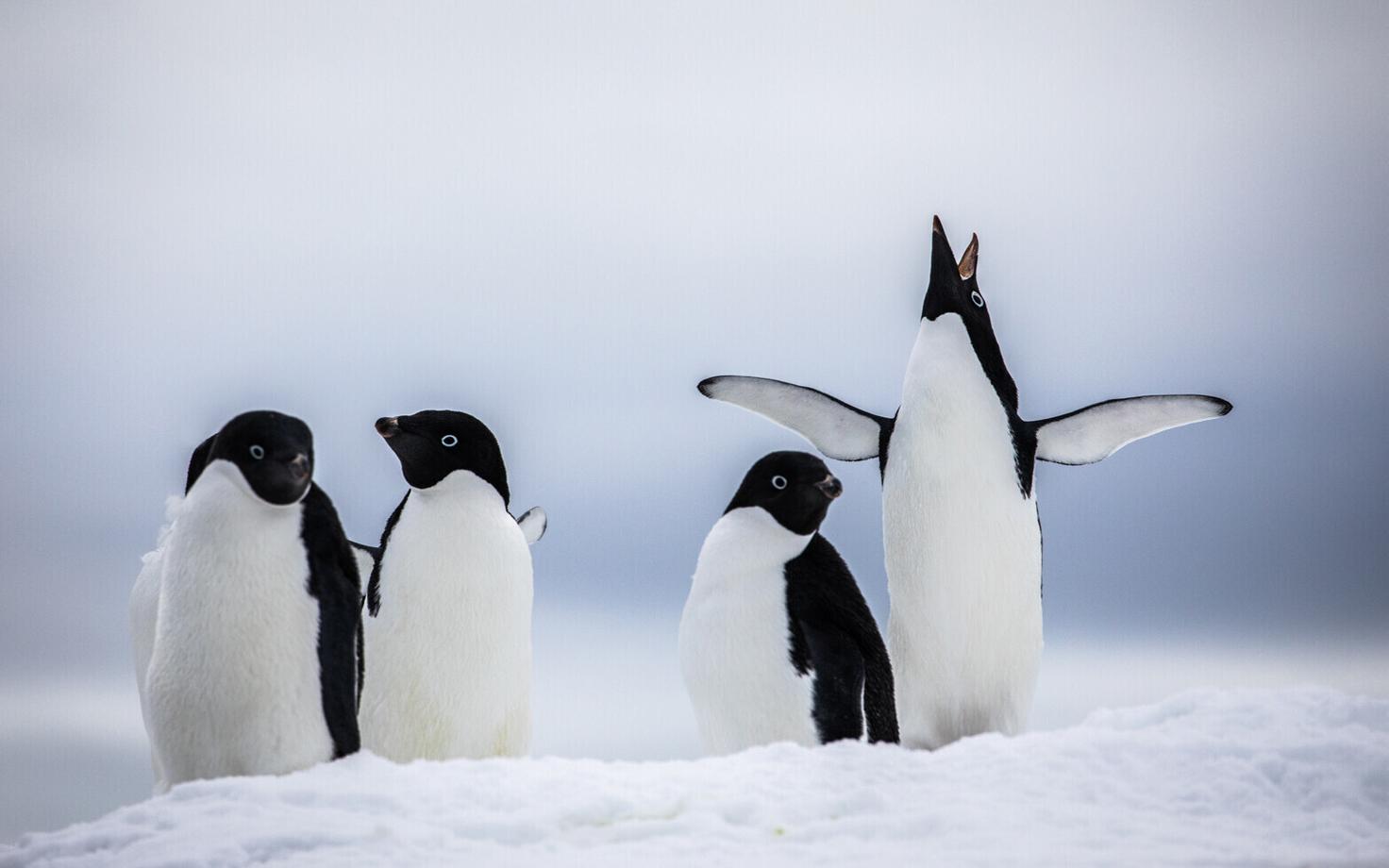 Sharon Robinson oletab, et karvade ja sulgedega kaetud olevused, sealhulgas hülged ja pingviinid, on kiirguse eest suuresti kaitstud.