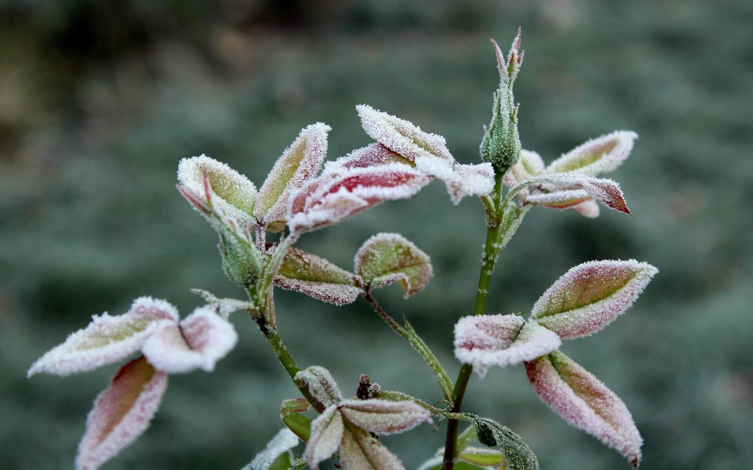 Заморозки. Иллюстративная фотография.