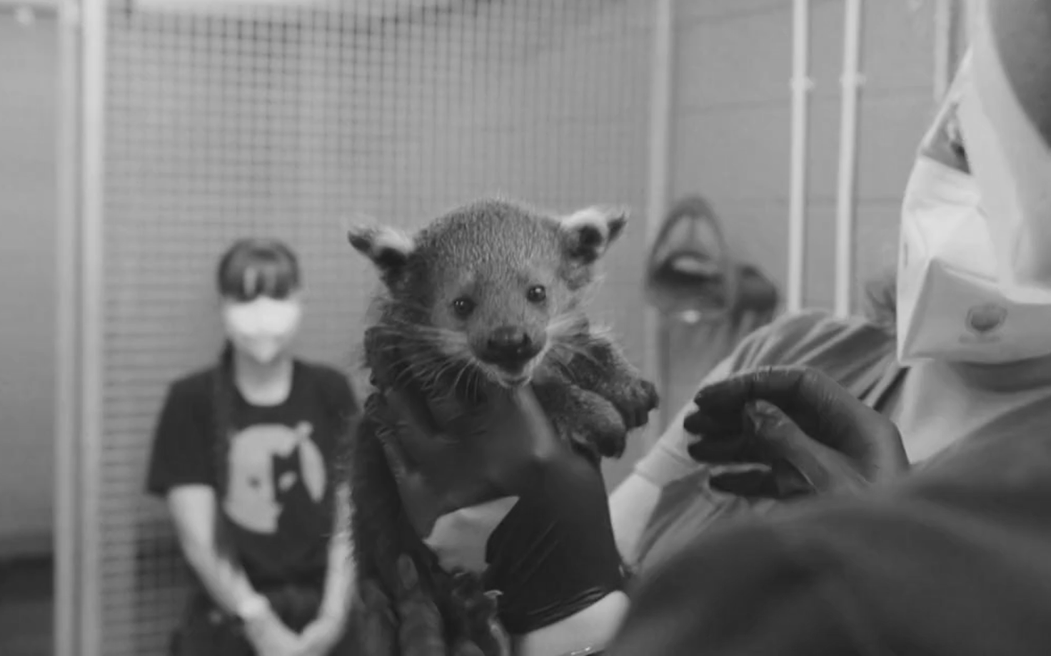 Рожденный в Таллиннском зоопарке детеныш бинтуронга.